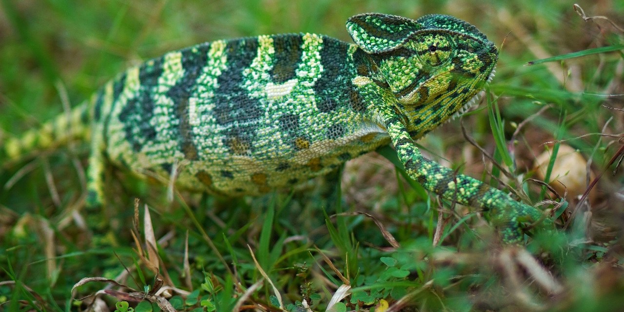 A green chameleon walking through grass